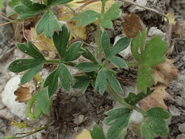 Ranunculus paludosus \ Kerbel-Hahnenfu�, T&uuml;mpel-Hahnenfu� / Fan-Leaved Buttercup, Jersey Buttercup, Zypern/Cyprus Kato Archimandrita 1.4.2025