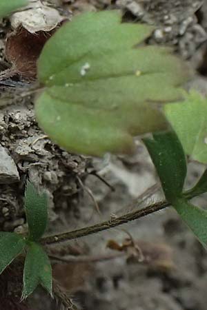 Ranunculus paludosus \ Kerbel-Hahnenfu�, T&uuml;mpel-Hahnenfu� / Fan-Leaved Buttercup, Jersey Buttercup, Zypern/Cyprus Kato Archimandrita 1.4.2025