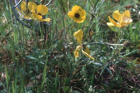 Ranunculus asiaticus var. flavus \ Asiatischer Hahnenfu� / Persian Buttercup, Turban Buttercup, Zypern/Cyprus Akrotiri 3.3.1997