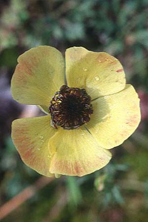 Ranunculus asiaticus var. flavus \ Asiatischer Hahnenfu� / Persian Buttercup, Turban Buttercup, Zypern/Cyprus Akrotiri 3.3.1997