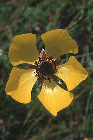 Ranunculus asiaticus var. flavus \ Asiatischer Hahnenfu� / Persian Buttercup, Turban Buttercup, Zypern/Cyprus Akrotiri 3.3.1997
