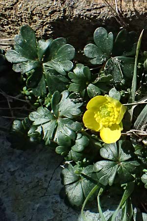 Ranunculus cadmicus subsp. cyprius \ Zypern-Hahnenfu� / Cyprus Buttercup, Zypern/Cyprus Troodos 24.3.2025