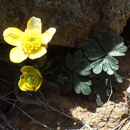 Ranunculus cadmicus subsp. cyprius \ Zypern-Hahnenfu� / Cyprus Buttercup, Zypern/Cyprus Troodos 24.3.2025