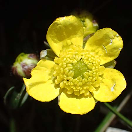 Ranunculus cadmicus subsp. cyprius \ Zypern-Hahnenfu� / Cyprus Buttercup, Zypern/Cyprus Troodos 24.3.2025