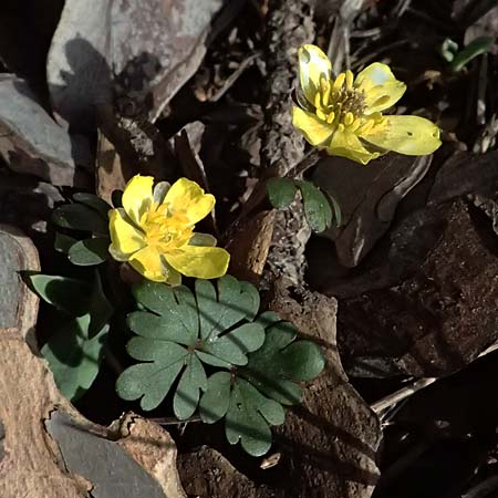 Ranunculus cadmicus subsp. cyprius \ Zypern-Hahnenfu� / Cyprus Buttercup, Zypern/Cyprus Troodos 24.3.2025