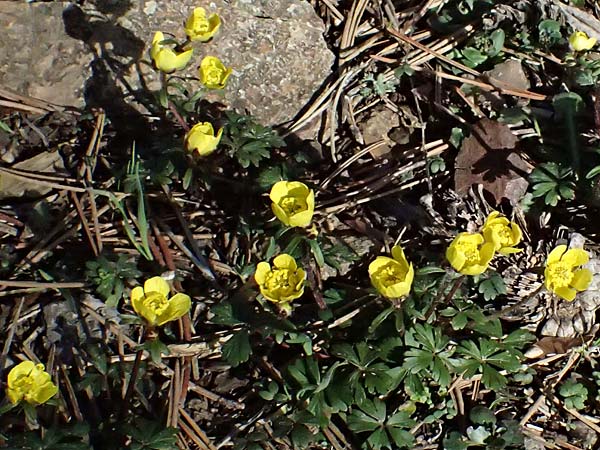 Ranunculus cadmicus subsp. cyprius \ Zypern-Hahnenfu� / Cyprus Buttercup, Zypern/Cyprus Troodos 24.3.2025