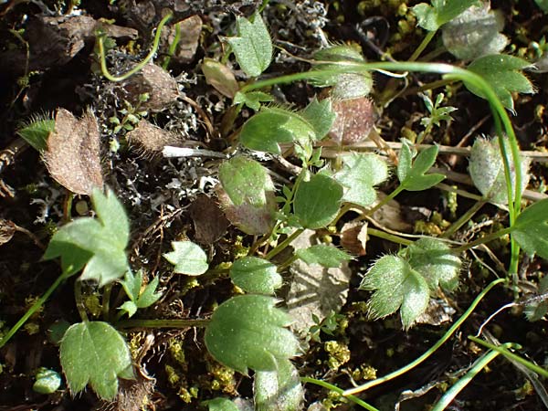 Ranunculus cytheraeus \ Kythira-Hahnenfu� / Kythira Buttercup, Zypern/Cyprus Xyliatos 26.3.2025