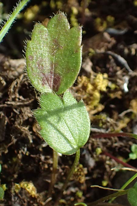 Ranunculus cytheraeus \ Kythira-Hahnenfu� / Kythira Buttercup, Zypern/Cyprus Xyliatos 26.3.2025