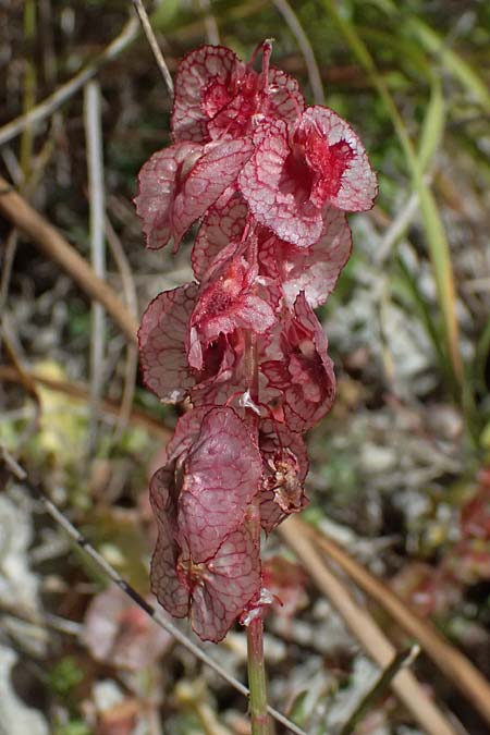 Rumex cyprius \ Zypern-Ampfer / Cyprus Dock, Zypern/Cyprus Kourion 29.3.2025