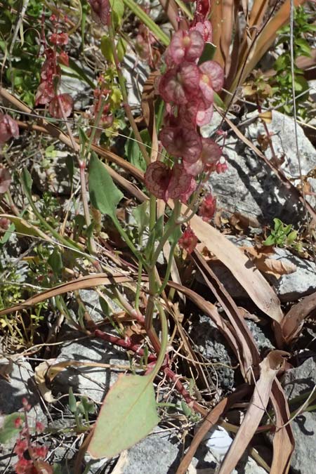 Rumex cyprius \ Zypern-Ampfer / Cyprus Dock, Zypern/Cyprus Kourion 29.3.2025