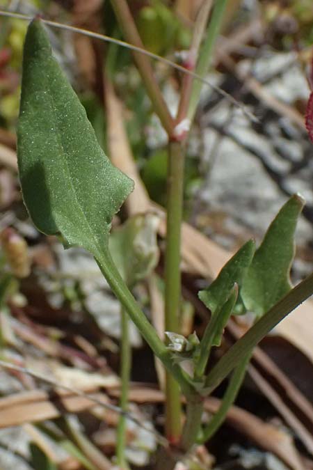 Rumex cyprius \ Zypern-Ampfer / Cyprus Dock, Zypern/Cyprus Kourion 29.3.2025