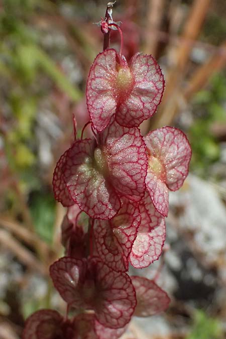 Rumex cyprius \ Zypern-Ampfer / Cyprus Dock, Zypern/Cyprus Kourion 29.3.2025