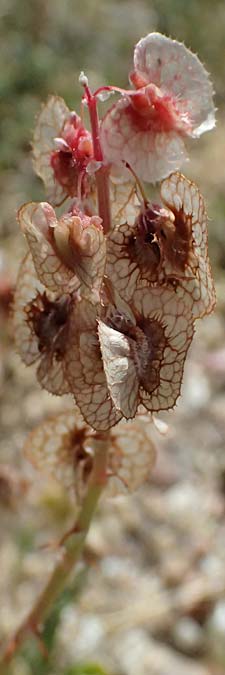 Rumex cyprius \ Zypern-Ampfer / Cyprus Dock, Zypern/Cyprus Petra tou Romiou 30.3.2025