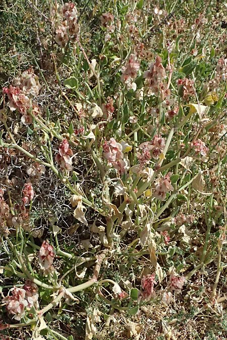 Rumex cyprius \ Zypern-Ampfer / Cyprus Dock, Zypern/Cyprus Petra tou Romiou 30.3.2025