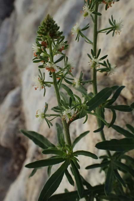 Reseda minoica \ Minoische Resede / Minoan Mignonette, Zypern/Cyprus Kourion 29.3.2025