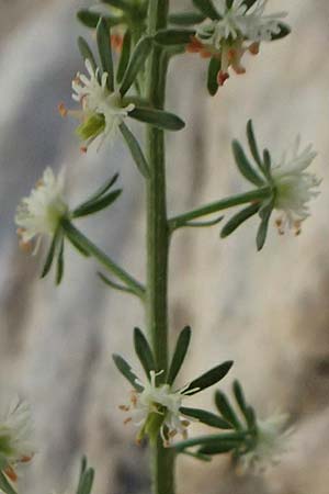 Reseda minoica \ Minoische Resede / Minoan Mignonette, Zypern/Cyprus Kourion 29.3.2025