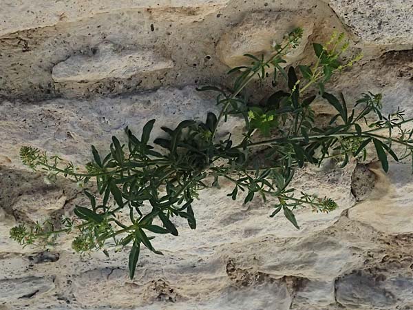 Reseda minoica \ Minoische Resede / Minoan Mignonette, Zypern/Cyprus Kourion 29.3.2025