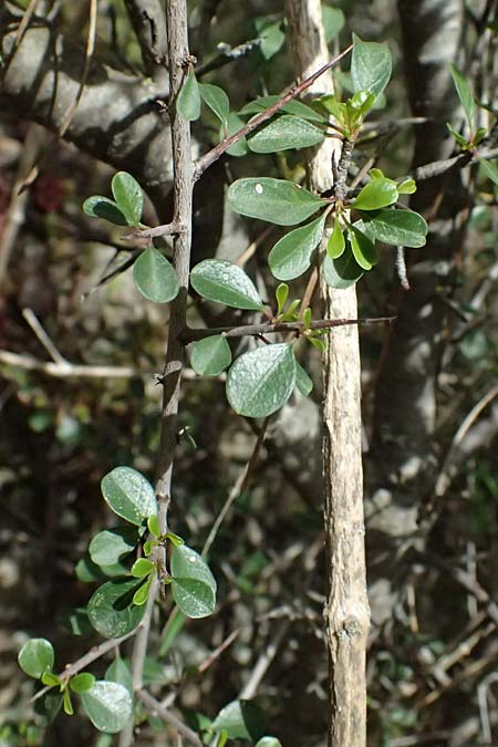 Rhamnus lycioides subsp. graeca \ Griechischer Kreuzdorn / Greek Buckthorn, Zypern/Cyprus Xyliatos 26.3.2025