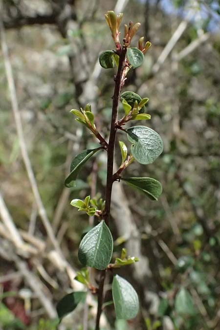 Rhamnus lycioides subsp. graeca \ Griechischer Kreuzdorn / Greek Buckthorn, Zypern/Cyprus Xyliatos 26.3.2025