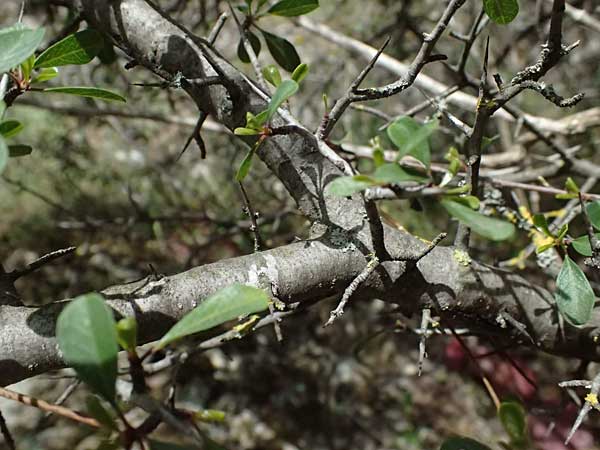 Rhamnus lycioides subsp. graeca \ Griechischer Kreuzdorn / Greek Buckthorn, Zypern/Cyprus Xyliatos 26.3.2025