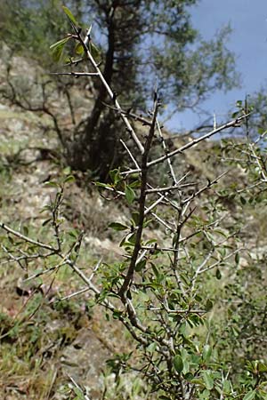 Rhamnus lycioides subsp. graeca \ Griechischer Kreuzdorn / Greek Buckthorn, Zypern/Cyprus Xyliatos 26.3.2025
