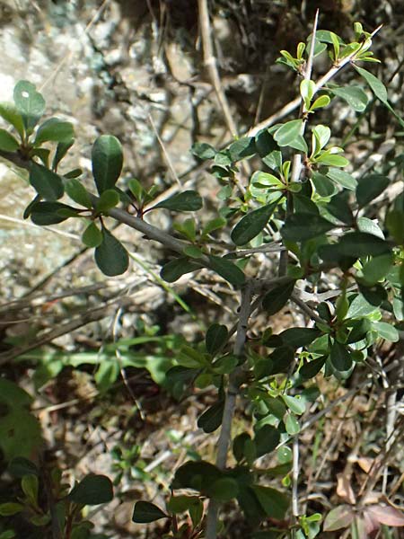Rhamnus lycioides subsp. graeca \ Griechischer Kreuzdorn / Greek Buckthorn, Zypern/Cyprus Xyliatos 26.3.2025