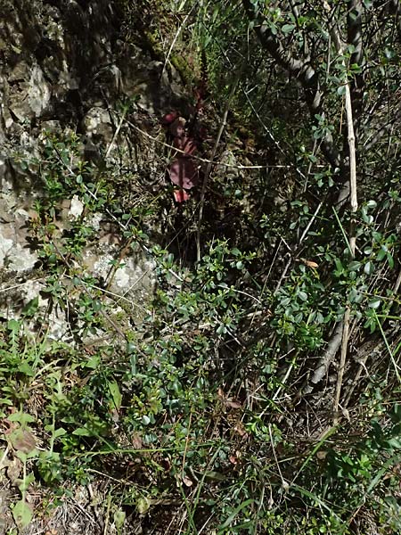 Rhamnus lycioides subsp. graeca \ Griechischer Kreuzdorn / Greek Buckthorn, Zypern/Cyprus Xyliatos 26.3.2025