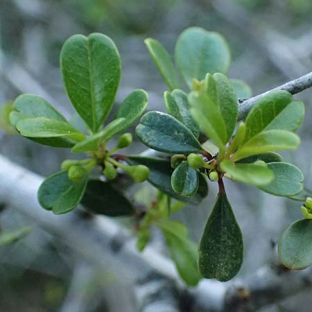 Rhamnus lycioides subsp. graeca \ Griechischer Kreuzdorn / Greek Buckthorn, Zypern/Cyprus Baths of Aphrodite 27.3.2025