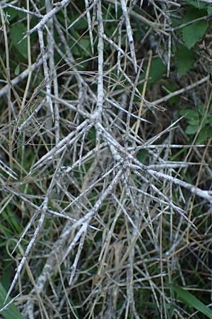 Rhamnus lycioides subsp. graeca \ Griechischer Kreuzdorn / Greek Buckthorn, Zypern/Cyprus Baths of Aphrodite 27.3.2025