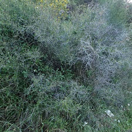 Rhamnus lycioides subsp. graeca \ Griechischer Kreuzdorn / Greek Buckthorn, Zypern/Cyprus Baths of Aphrodite 27.3.2025