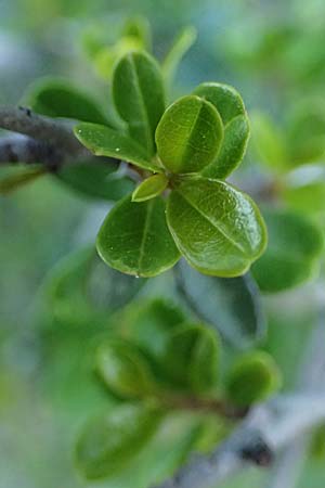 Rhamnus lycioides subsp. graeca \ Griechischer Kreuzdorn / Greek Buckthorn, Zypern/Cyprus Baths of Aphrodite 27.3.2025