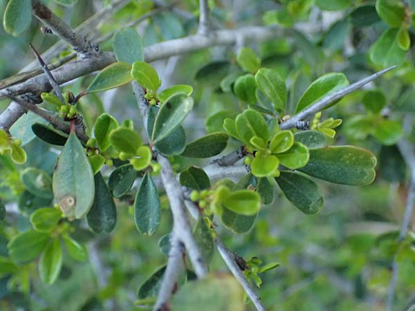 Rhamnus lycioides subsp. graeca \ Griechischer Kreuzdorn / Greek Buckthorn, Zypern/Cyprus Baths of Aphrodite 27.3.2025