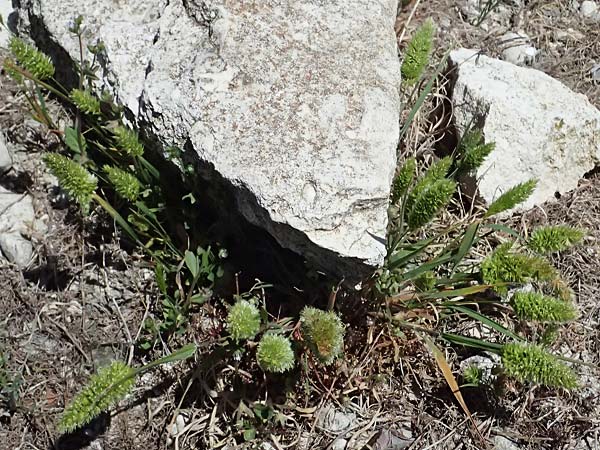 Rostraria cristata \ Echtes B�schelgras / Mediterranean Hair Grass, Zypern/Cyprus Kourion 29.3.2025