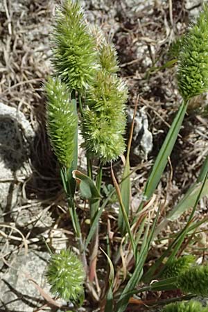 Rostraria cristata \ Echtes B�schelgras / Mediterranean Hair Grass, Zypern/Cyprus Kourion 29.3.2025