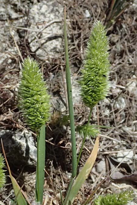 Rostraria cristata \ Echtes B�schelgras / Mediterranean Hair Grass, Zypern/Cyprus Kourion 29.3.2025
