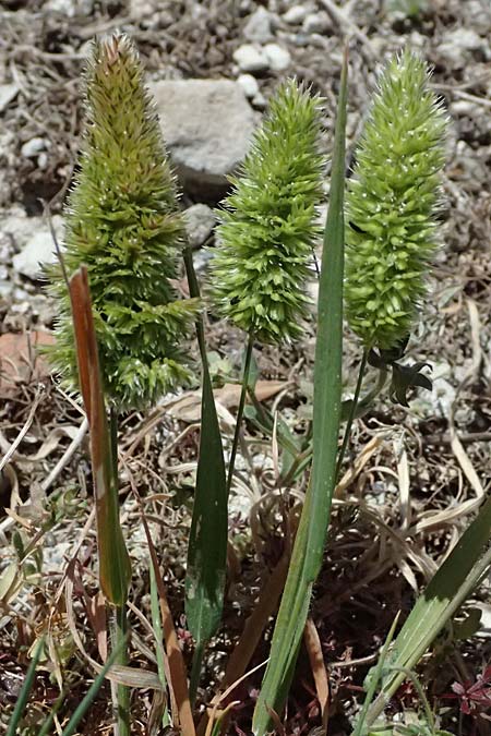 Rostraria cristata \ Echtes B�schelgras / Mediterranean Hair Grass, Zypern/Cyprus Kourion 29.3.2025