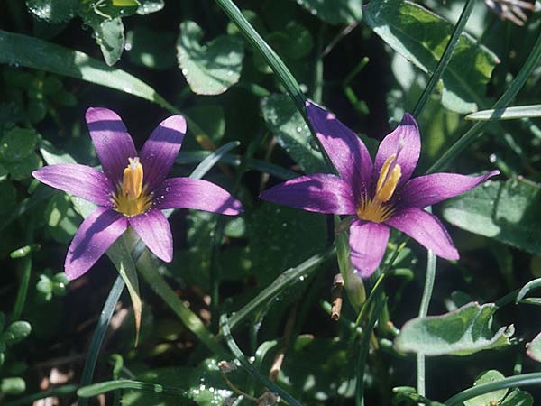 Romulea tempskyana \ Tempskys Scheinkrokus / Tempsky's Sand Crocus, Zypern/Cyprus Paphos 2.1.1997