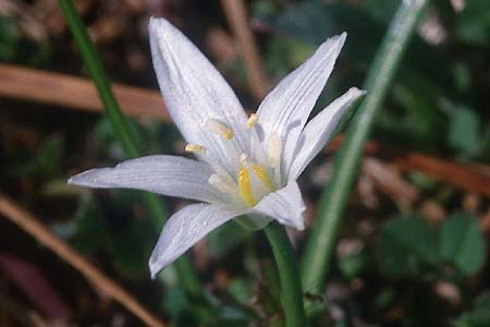 Ornithogalum pedicellare \ Gestielter Milchstern / Stalked Star of Bethlehem, Zypern/Cyprus Pegeia 1.3.1997