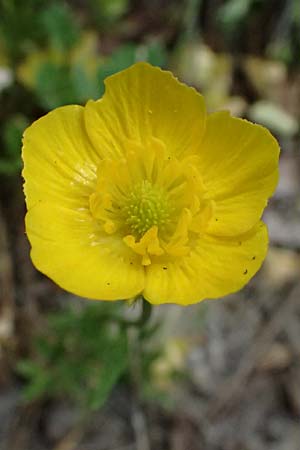 Ranunculus paludosus \ Kerbel-Hahnenfu�, T&uuml;mpel-Hahnenfu� / Fan-Leaved Buttercup, Jersey Buttercup, Zypern/Cyprus Kato Archimandrita 1.4.2025