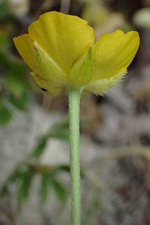 Ranunculus paludosus \ Kerbel-Hahnenfu�, T&uuml;mpel-Hahnenfu� / Fan-Leaved Buttercup, Jersey Buttercup, Zypern/Cyprus Kato Archimandrita 1.4.2025