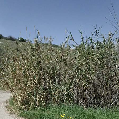 Arundo donax \ Pfahlrohr, Spanisches Rohr / Giant Reed, Zypern/Cyprus Prov. Paphos, Episkopi 31.3.2025