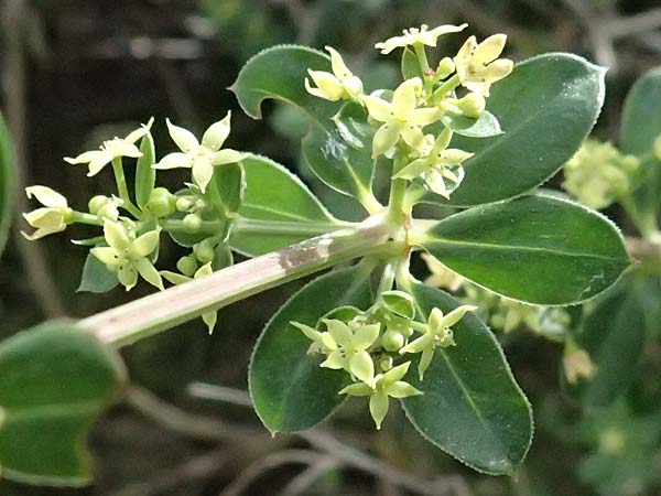 Rubia tenuifolia \ Schmalbl&auml;ttriger R�te / Narrow-Leaved Madder, Himalayan Madder, Zypern/Cyprus Pano Lefkara 25.3.2025