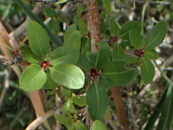 Phillyrea latifolia \ Breitbl�ttrige Steinlinde / Broad-Leaved Phillyrea, Zypern/Cyprus Prov. Paphos, Episkopi 31.3.2025