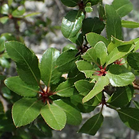 Phillyrea latifolia \ Breitbl�ttrige Steinlinde / Broad-Leaved Phillyrea, Zypern/Cyprus Prov. Paphos, Episkopi 31.3.2025
