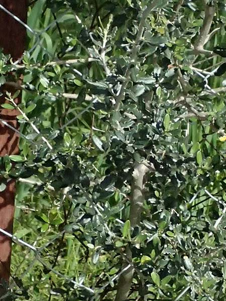 Lycium ferocissimum \ Afrikanischer Bocksdorn / African Boxthorn, Zypern/Cyprus Prov.  Paphos,  Episkopi 31.3.2025