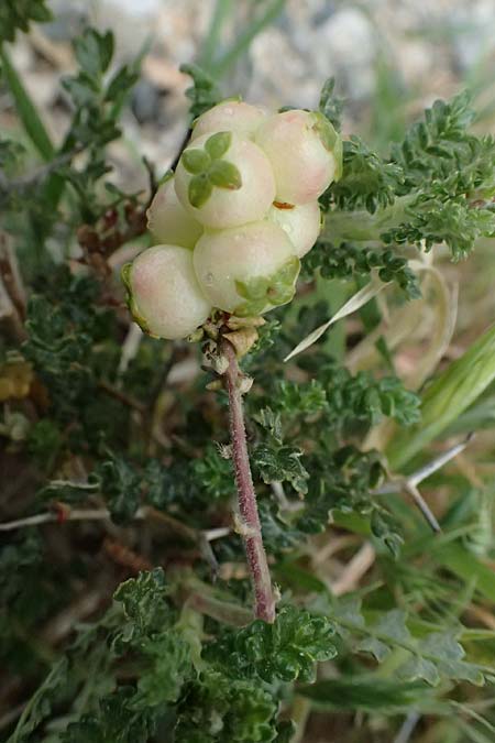 Sarcopoterium spinosum \ Dornige Bibernelle, Dornige Becherblume / Thorny Burnet, Zypern/Cyprus Pissouri 20.3.2025