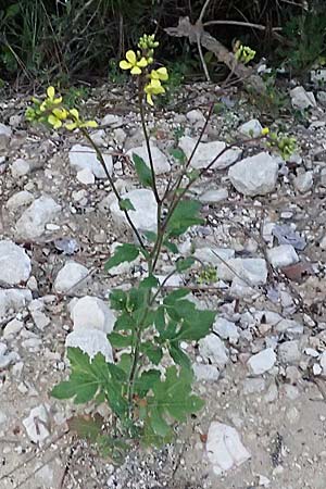 Sinapis arvensis \ Acker-Senf / Field Mustard, Charlock, Zypern/Cyprus Akamas, Neo Chorio 20.3.2025