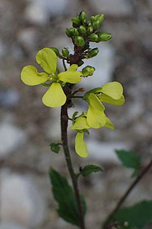 Sinapis arvensis \ Acker-Senf / Field Mustard, Charlock, Zypern/Cyprus Akamas, Neo Chorio 20.3.2025