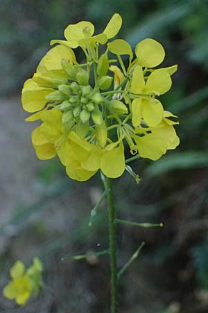 Sinapis arvensis \ Acker-Senf / Field Mustard, Charlock, Zypern/Cyprus Akamas, Neo Chorio 20.3.2025