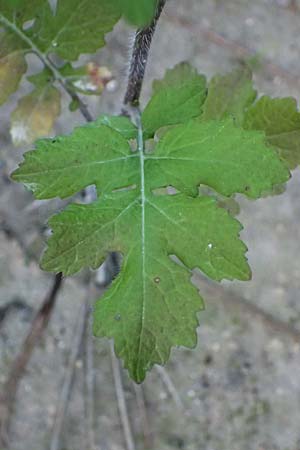 Sinapis arvensis \ Acker-Senf / Field Mustard, Charlock, Zypern/Cyprus Akamas, Neo Chorio 20.3.2025